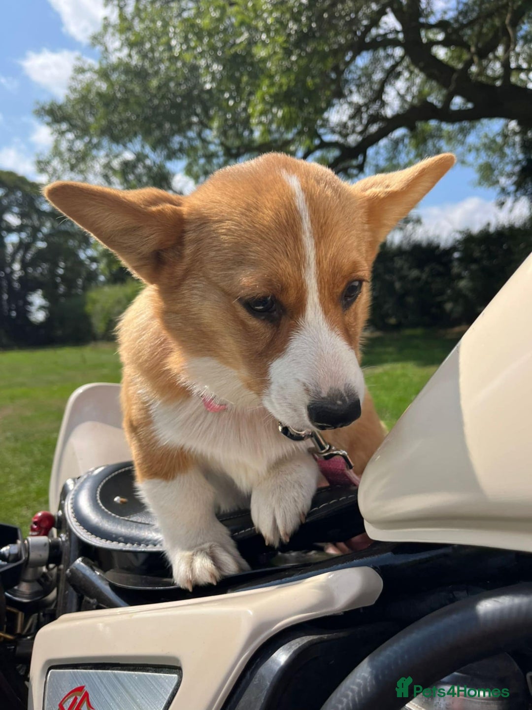 Welsh Corgi Pembroke dogs for sale: Beautiful Pembroke Corgi Girl For Sale  - Image 7