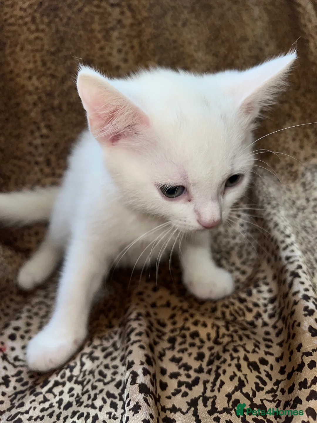 Turkish Angora cats for sale: Turkish Angola white kittens  - Advert 3