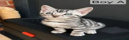 Bengal cats for sale: 🐆 Stunning Bengal Kittens – Gorgeous Rosettes - Advert 7