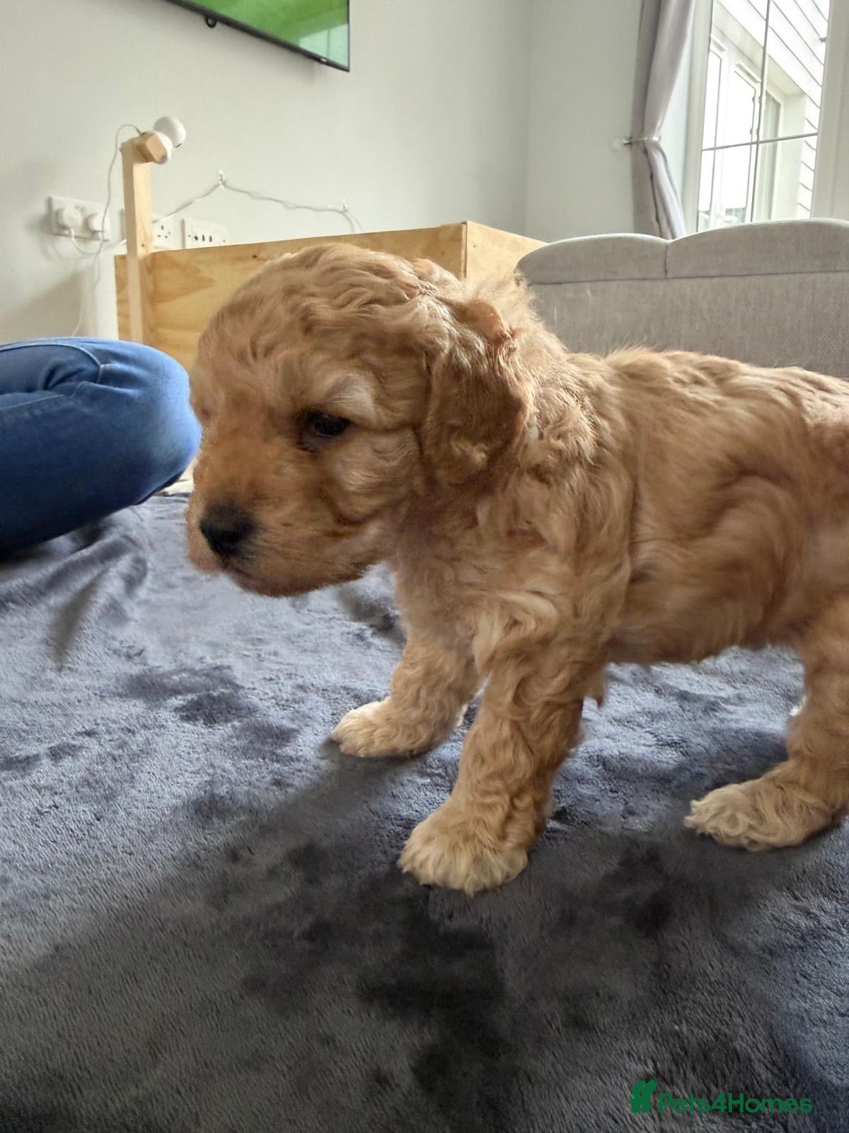 Mini Goldendoodle dogs Mini Goldendoodle  - Advert 1