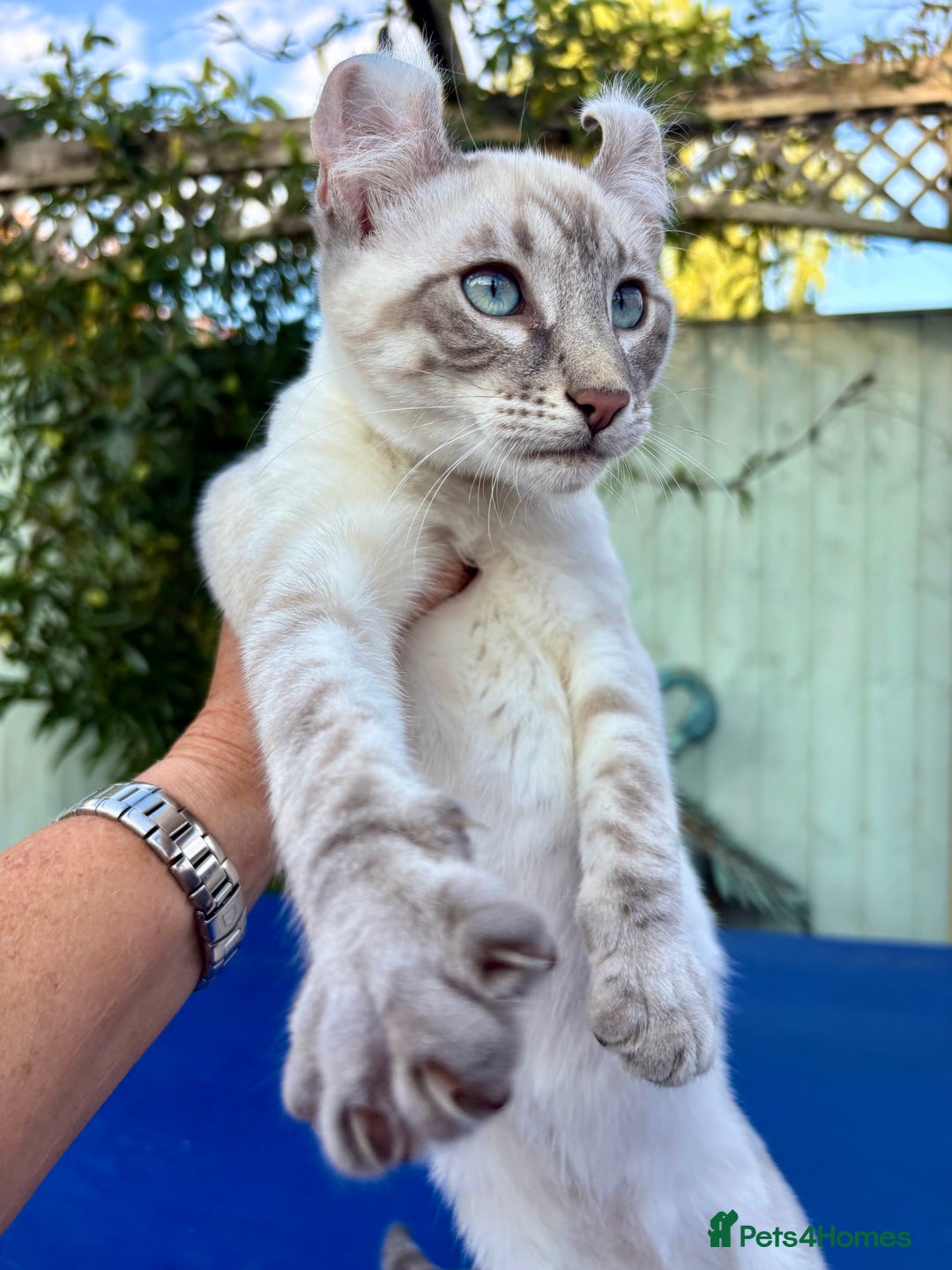 Bengal cats for sale: Stunning rare female  - Image 22