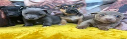 Jack Russell dogs for sale: Pure breed stunning Jack Russell's - Advert 2