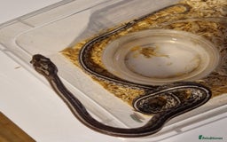 Corn Snake reptiles for sale: Corn snakes  - Image 2
