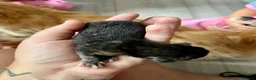 Mixed Breed cats for sale: Long haired ginger females kittens - Advert 25