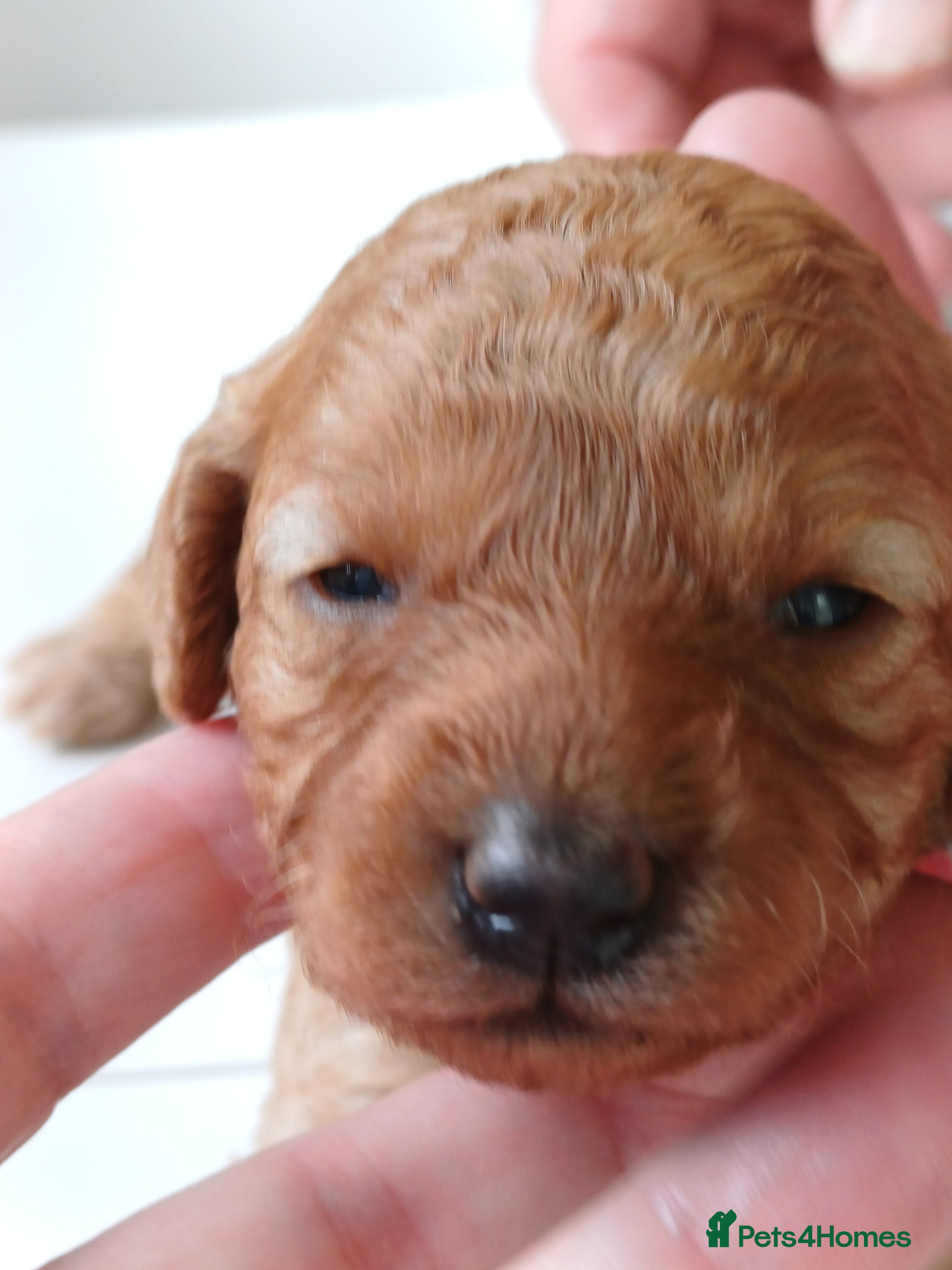 Cavapoo dogs Heslth-Tested Cavapoos-Raised with ENS & ESI   - Advert 2