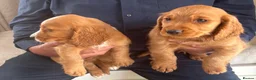 Cocker Spaniel dogs for sale: Cocker spaniels  - Advert 5