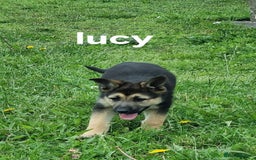 German Shepherd dogs for sale: 2 German Shepherd Bitches Ready Now - Image 15