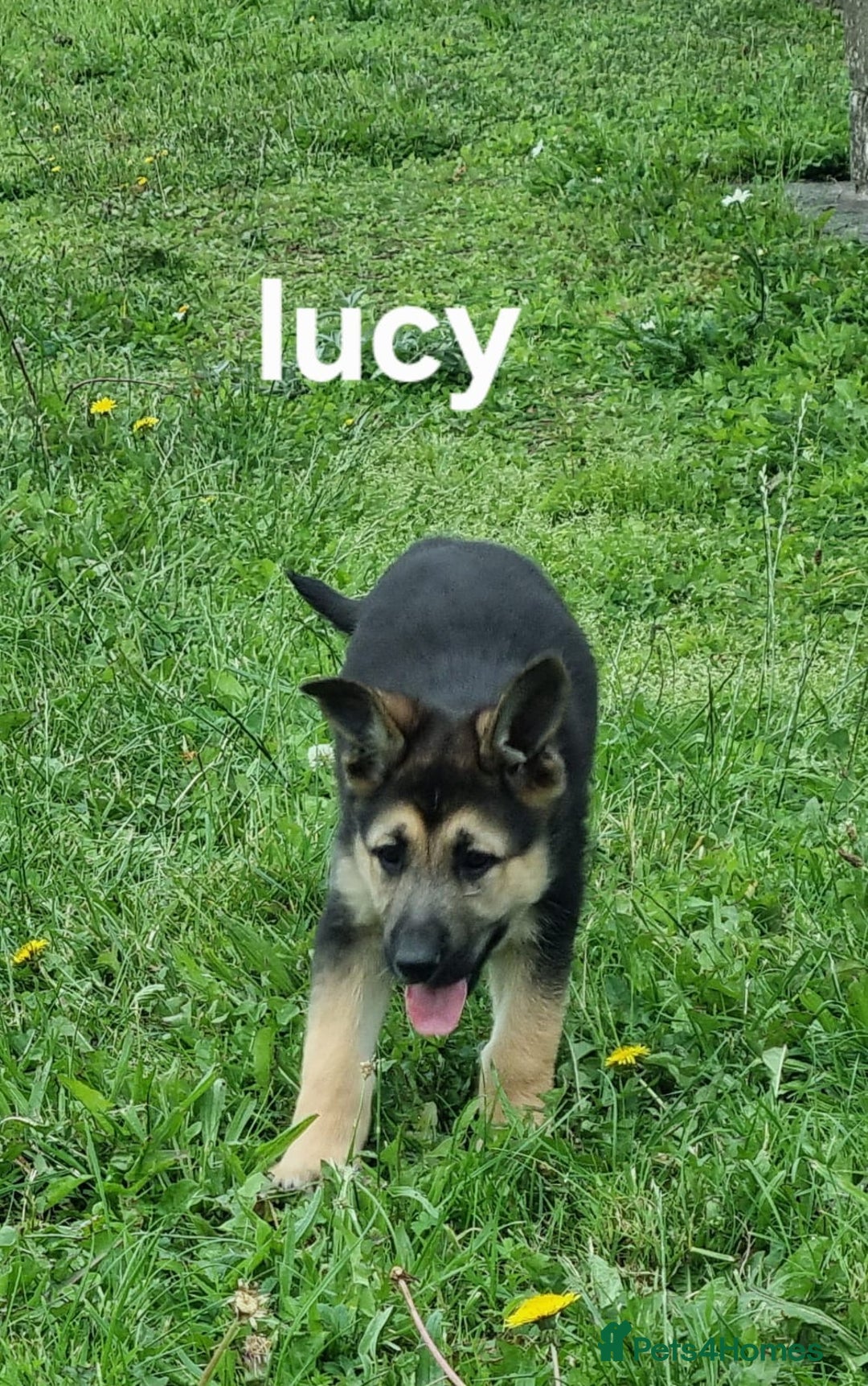 German Shepherd dogs for sale: 2 German Shepherd Bitches Ready Now - Image 15