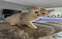 Persian cats for sale: Persian kittens  - Image 4