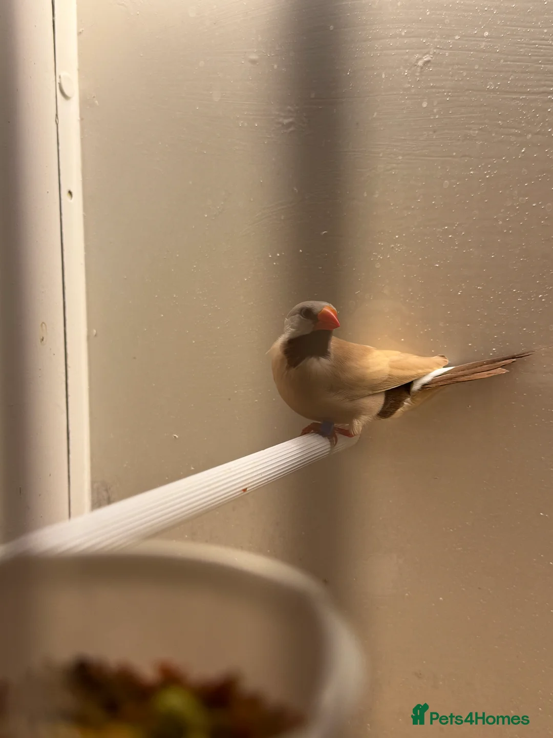 Finches birds for sale: Silver bills, heck’s and Bengalese  - Advert 3