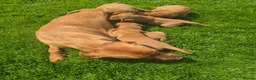 Labrador Retriever dogs for sale: Beautiful Fox Red Labrador Puppies For Sale - Advert 5