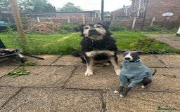 Mixed Breed dogs for sale: Care Bear  - Image 7