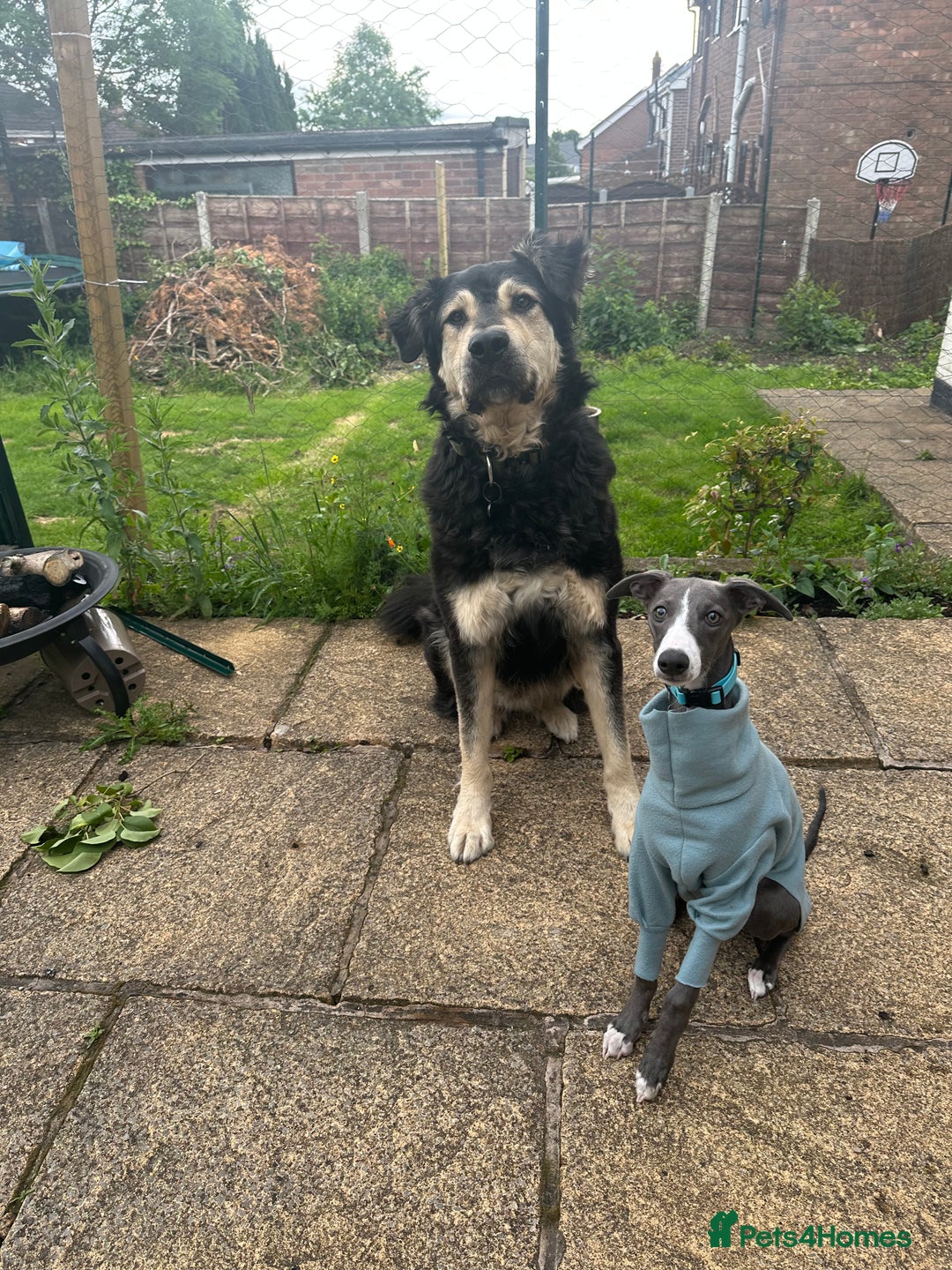 Mixed Breed dogs for sale: Care Bear  - Image 7
