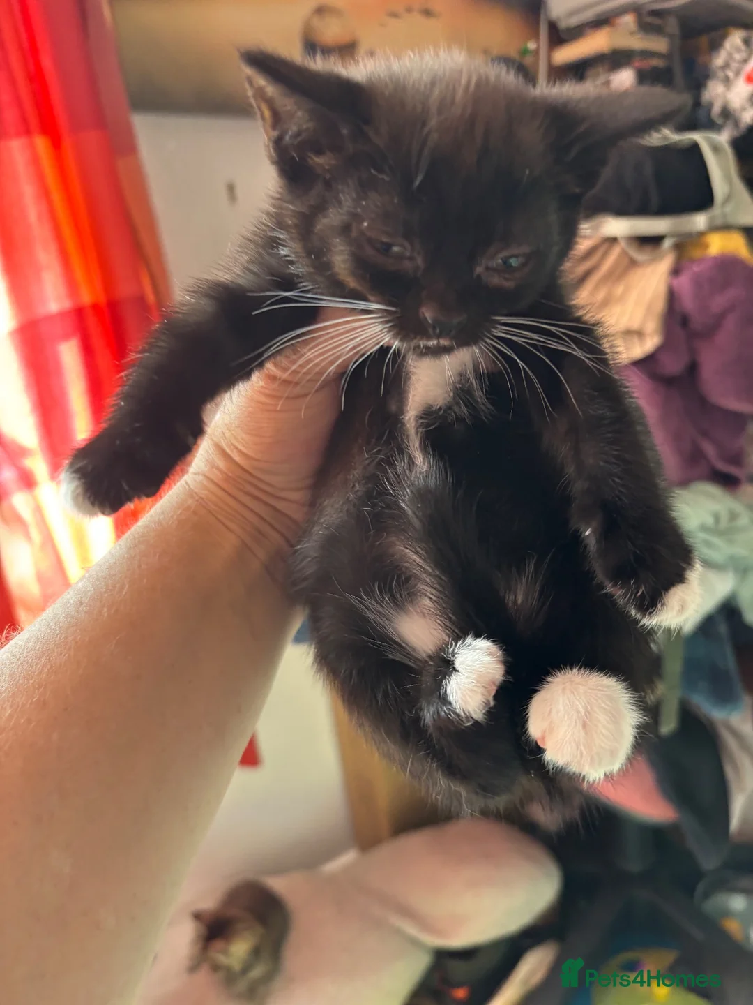Mixed Breed cats for sale: AVAILABLE NOW!! 2 Beautiful kittens 1 boy 1 girl - Advert 2