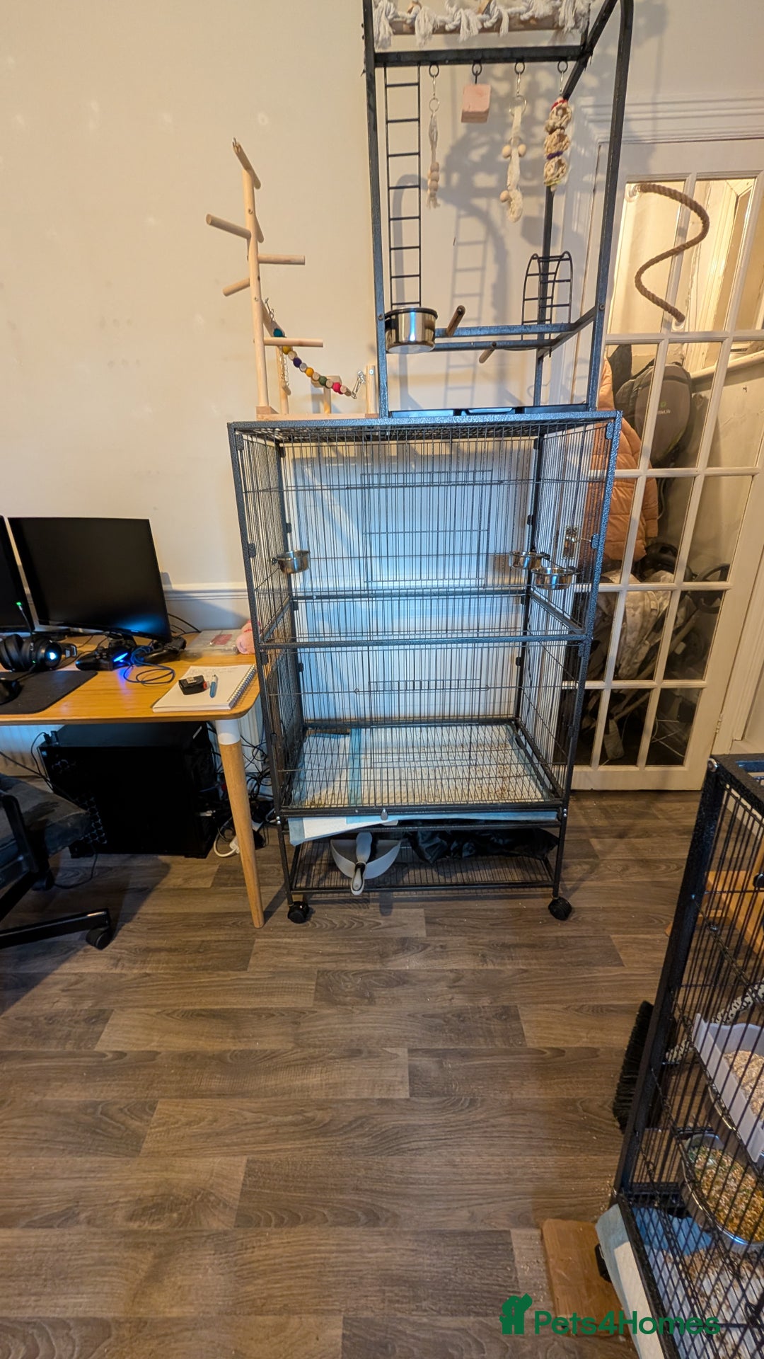 Budgerigars birds for sale: 2 Budgies and Cage - Advert 9