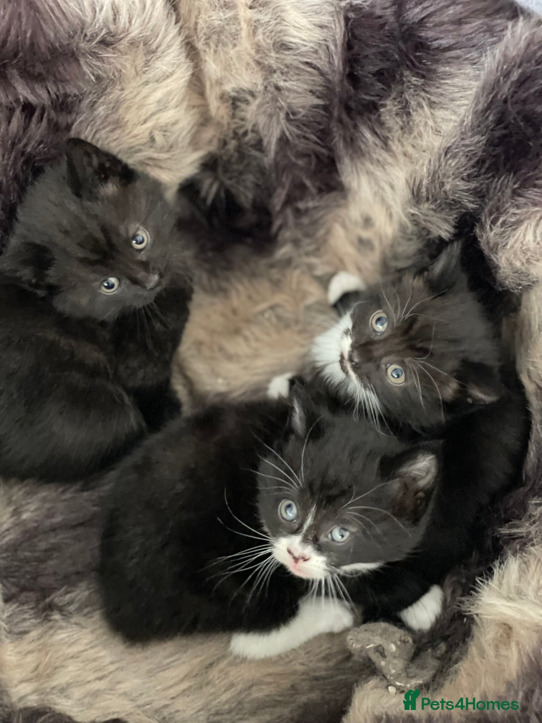 British Longhair cats for sale: British long-haired kittens - Image 8