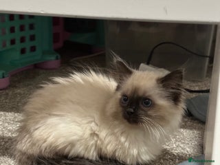 Ragdoll cats Purebred Male Ragdoll Kitten - Advert 2