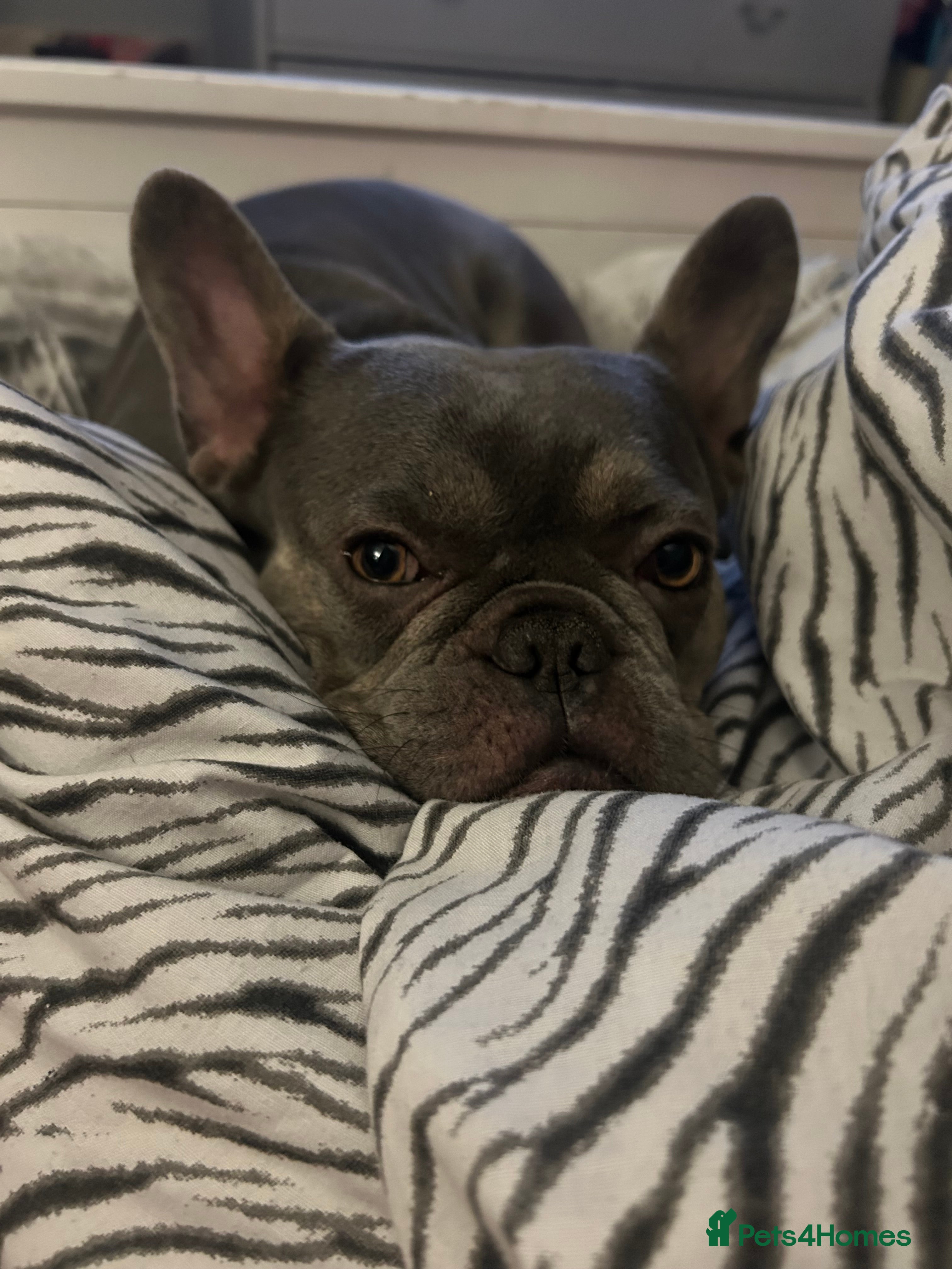 French Bulldog dogs Female blue Frenchbulldog - Advert 1