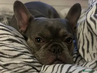 French Bulldog dogs Female blue Frenchbulldog - Advert 12