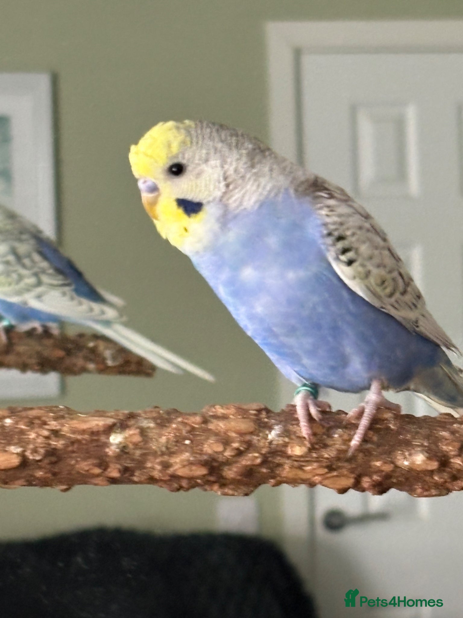 Budgerigars birds Beautiful male budgies  - Advert 8
