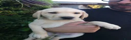 Labrador Retriever dogs for sale: 🐾 Labrador Puppies for Sale 🐾 in Folkestone - Advert 18