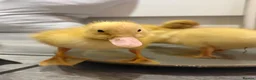 Ducks poultry for sale: Ducklings for sale cherry valley khaki campbells - Advert 1