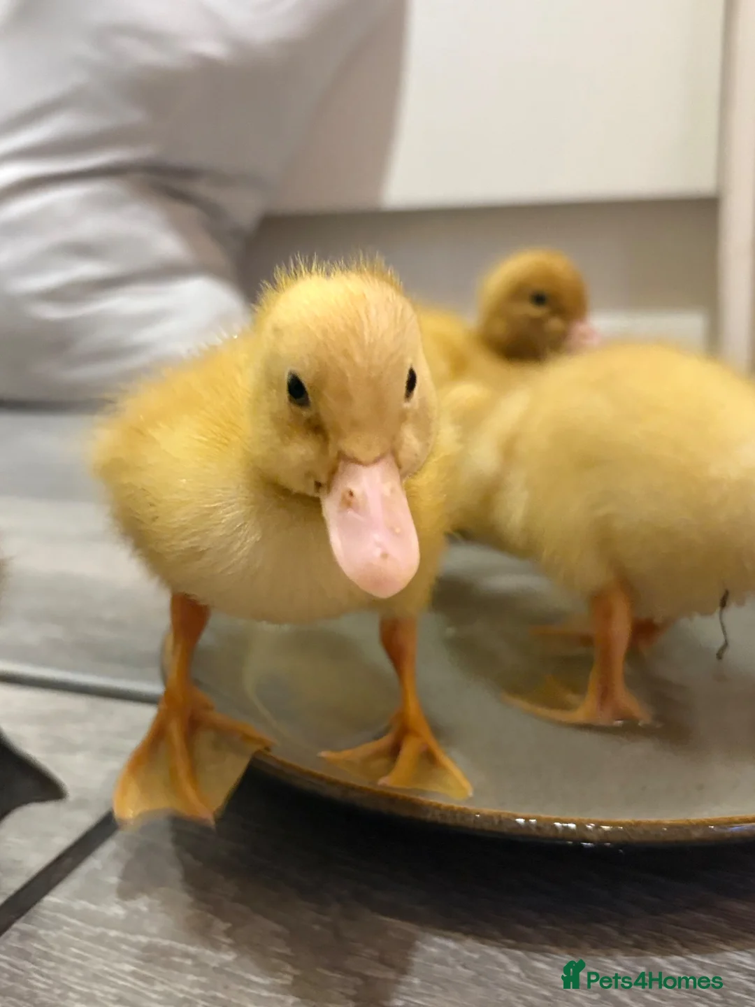 Ducks poultry for sale: Ducklings for sale cherry valley khaki campbells - Advert 1
