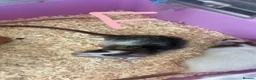 Rat rodents for sale: Baby rats ready to leave now - Advert 8