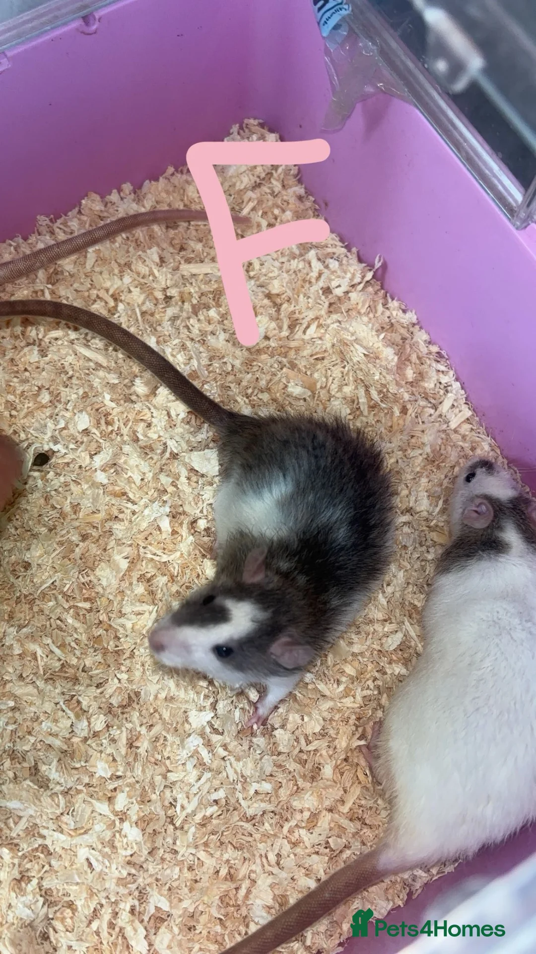 Rat rodents for sale: Baby rats ready to leave now - Advert 8