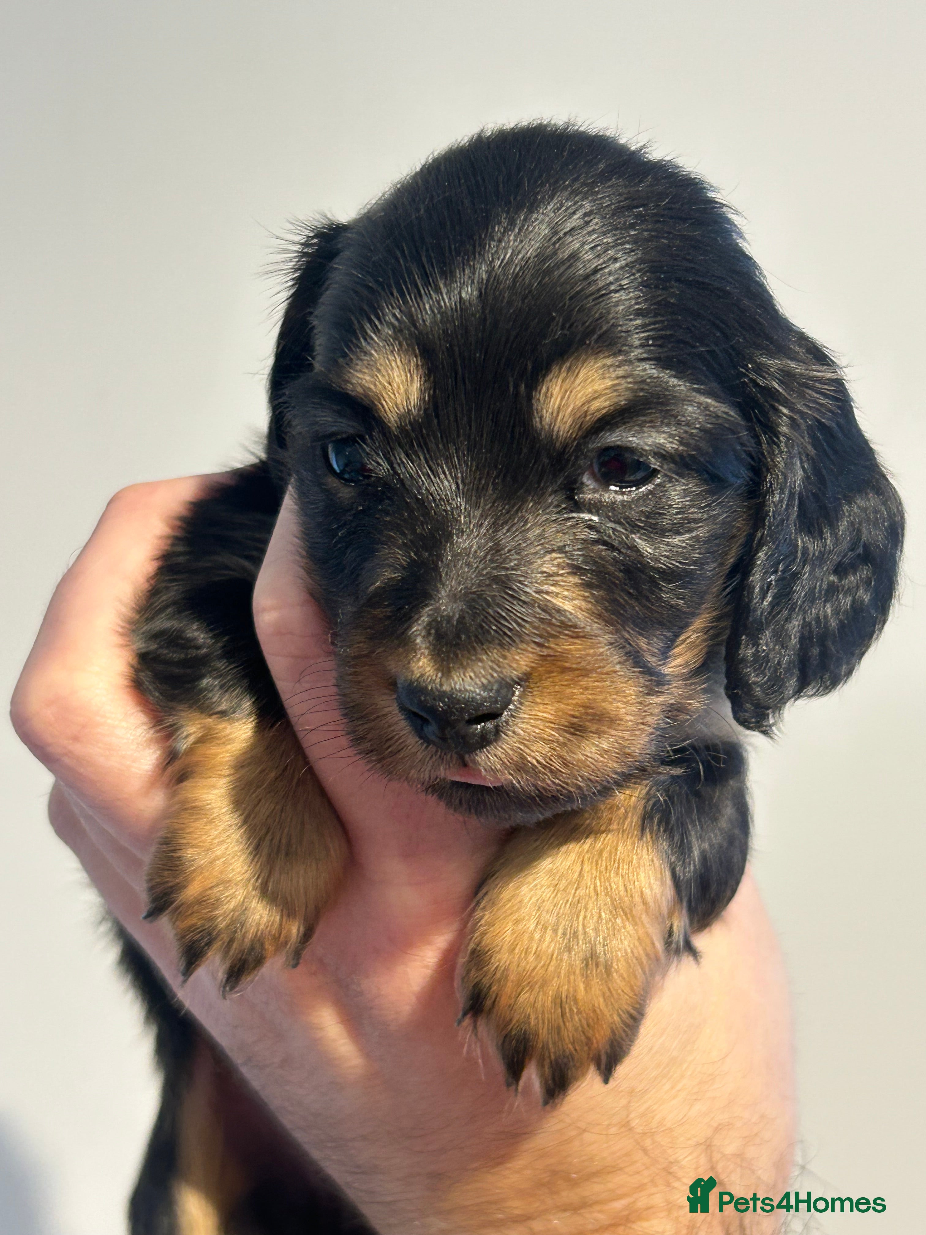 Miniature Dachshund dogs Black and Tan Miniature Daschund  - Advert 17