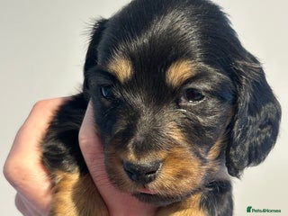 Miniature Dachshund dogs Black and Tan Miniature Daschund - Advert 1