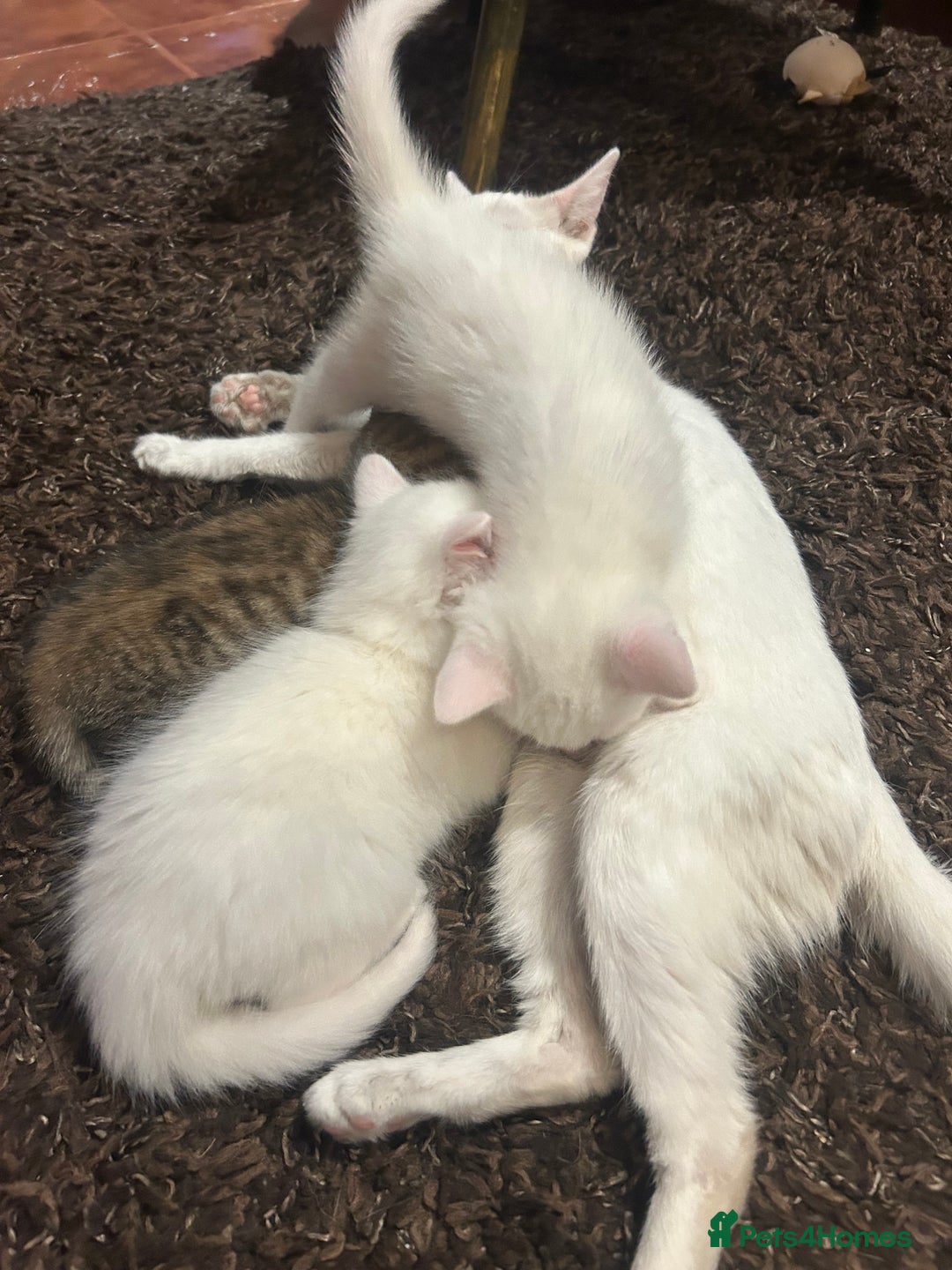 Turkish Angora cats for sale: Two beautiful Turkish Angora kittens  in Cambridge - Image 8