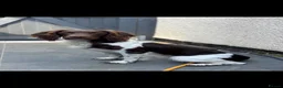English Springer Spaniel dogs for sale: KC health tested springer pups  in Princes Risborough - Advert 3