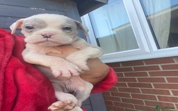 Olde English Bulldogge dogs for sale: Old English Bulldog Puppy’s  - Image 7