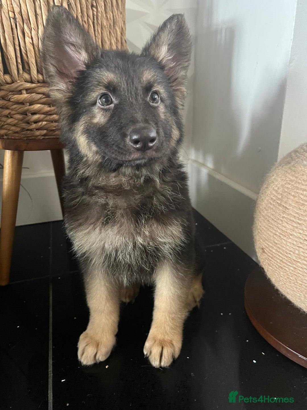 German Shepherd dogs for sale: German shepherd pups silver sable black/tan black  - Image 21