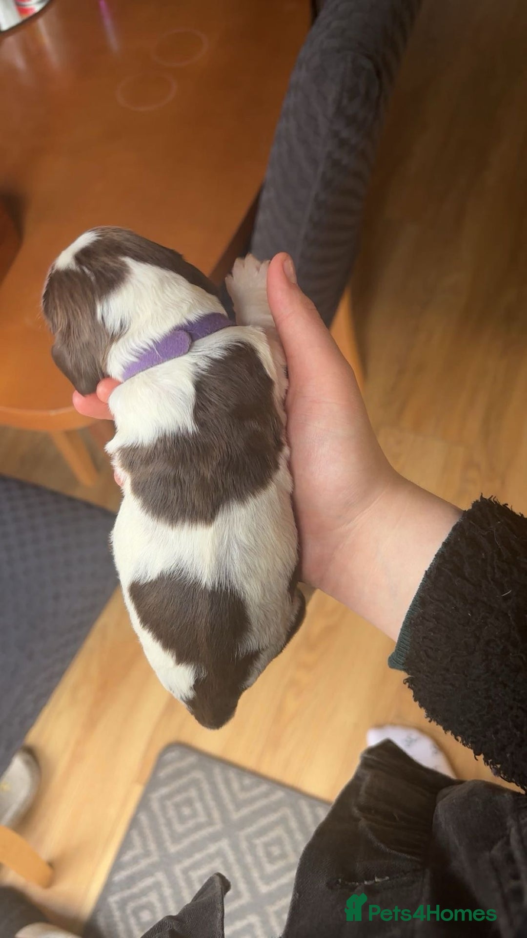 Sprocker dogs for sale:  sprocker spaniel pups for sale!  - Advert 10