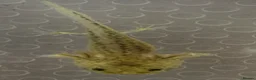 Axolotl reptiles for sale: Axolotl Babies  - Advert 4