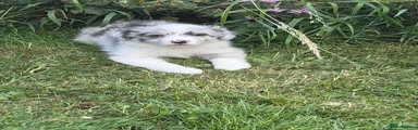 Border Collie 1