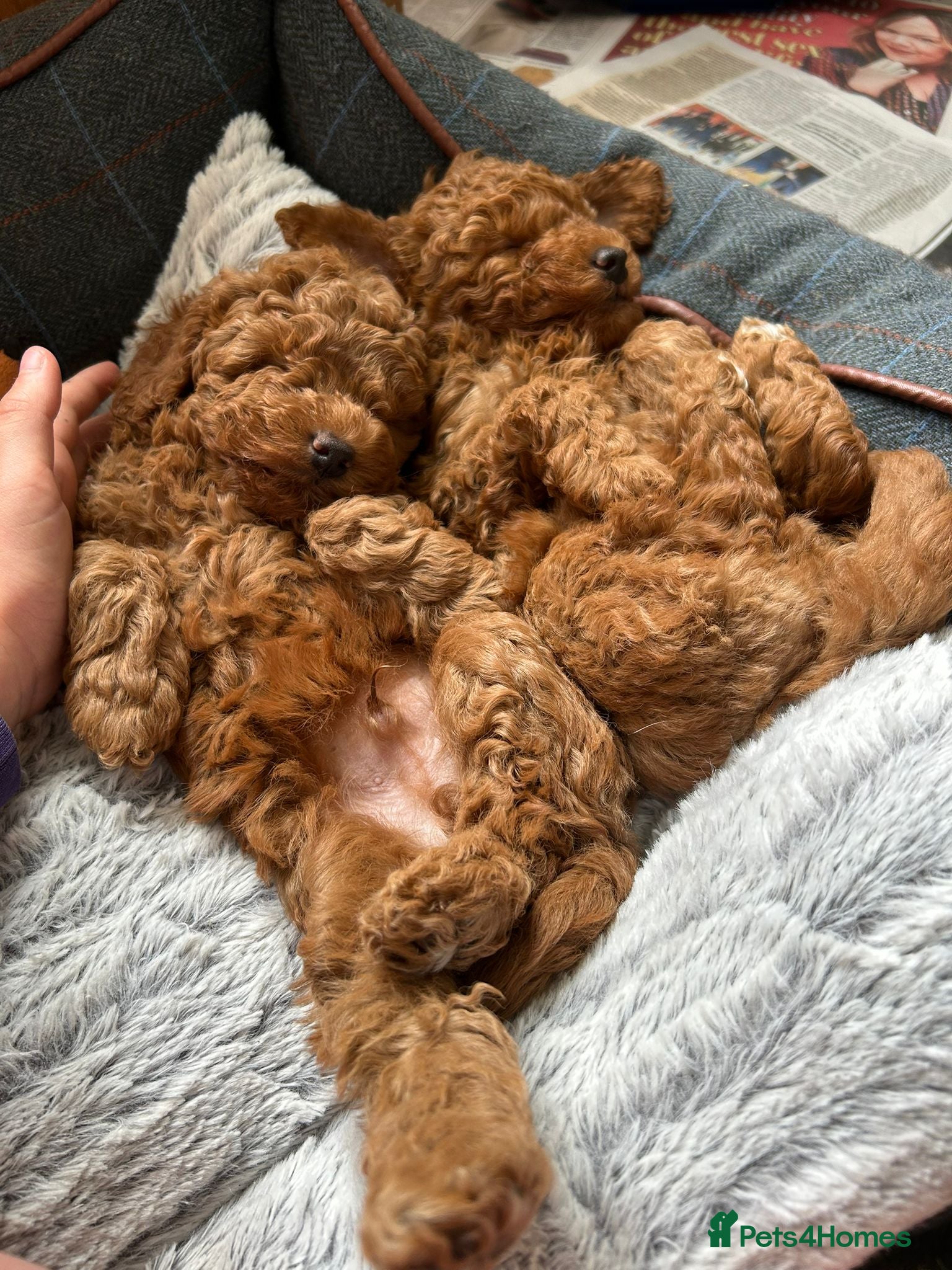 Toy Poodle dogs Male red toy poodles - Advert 1