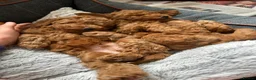 Toy Poodle dogs for sale: Male red toy poodles in Burton-on-Trent - Advert 1