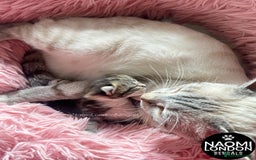 Bengal cats for sale: ⭐️ BENGAL KITTEN FOR SALE! ⭐️ 🩷❤️🧡💛💚🩵💙💜 - Image 3