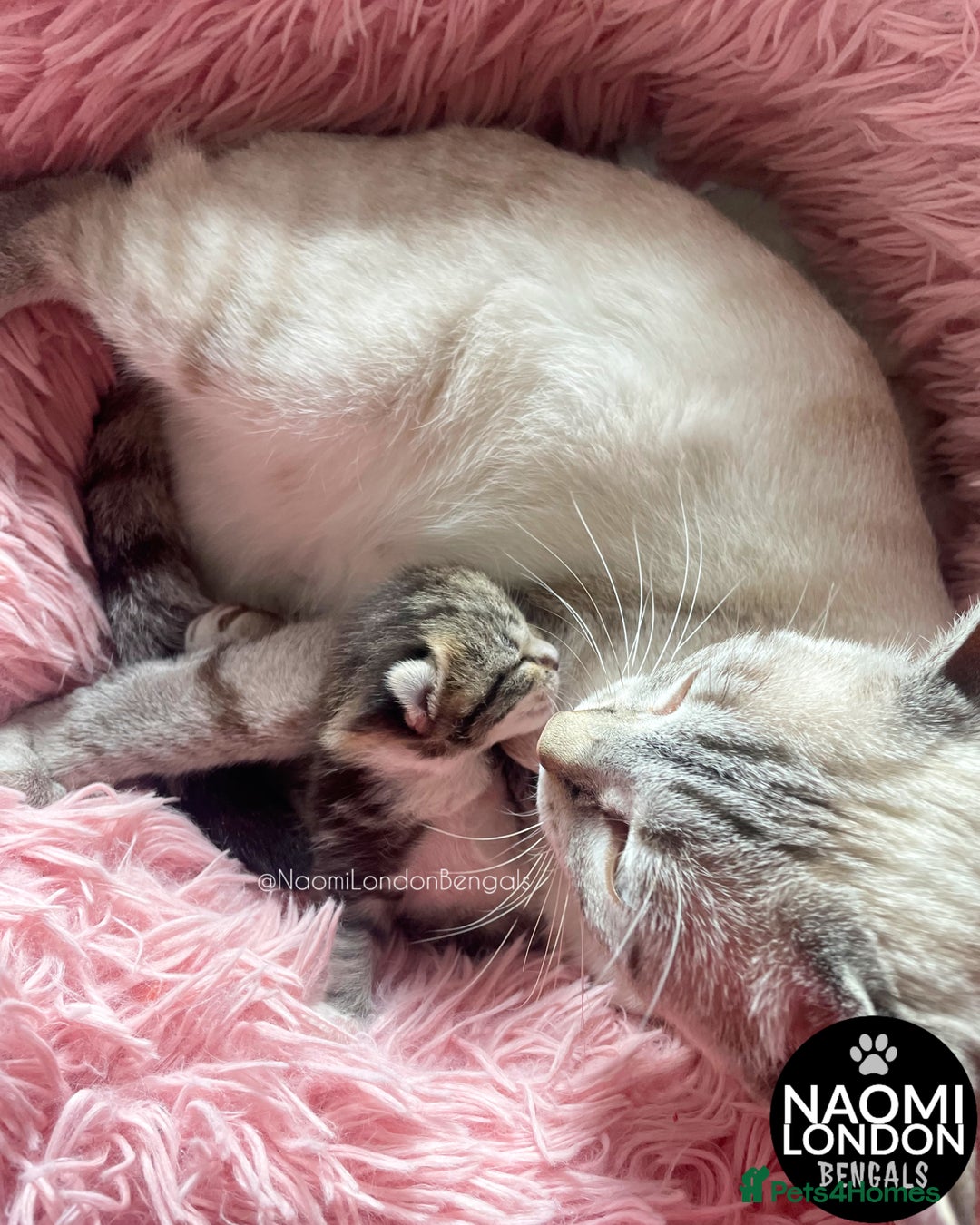 Bengal cats for sale: ⭐️ BENGAL KITTEN FOR SALE! ⭐️ 🩷❤️🧡💛💚🩵💙💜 - Image 3