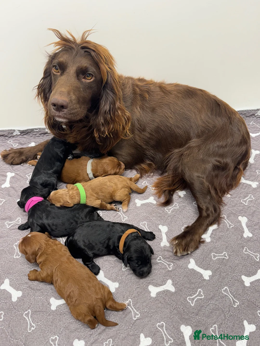 Cockapoo dogs for sale: Beautiful Loving Cockerpoo’s in London - Advert 1