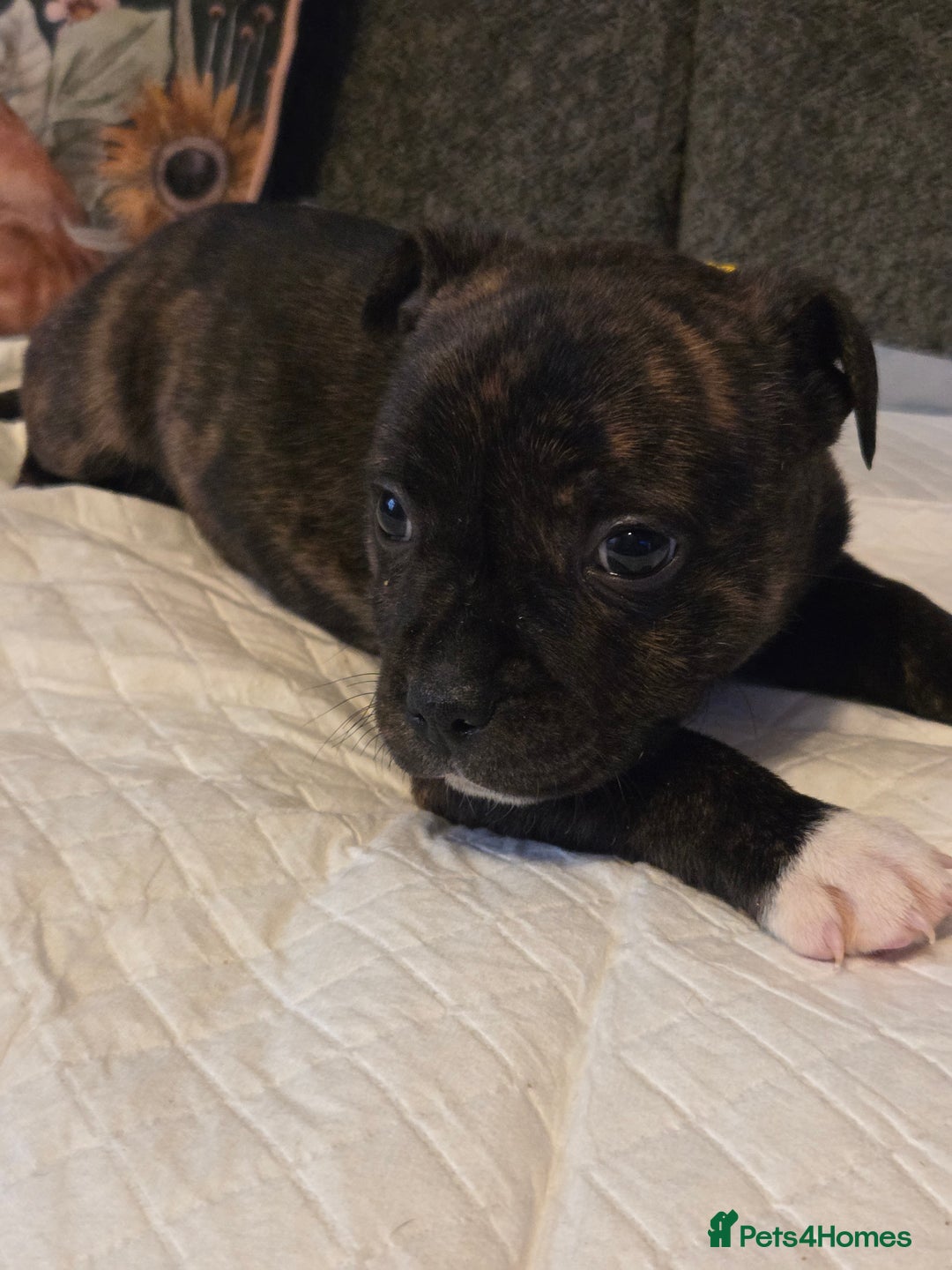 Staffordshire Bull Terrier dogs for sale: Red blue brindle Puppys Staffordshire bull terier  - Advert 22