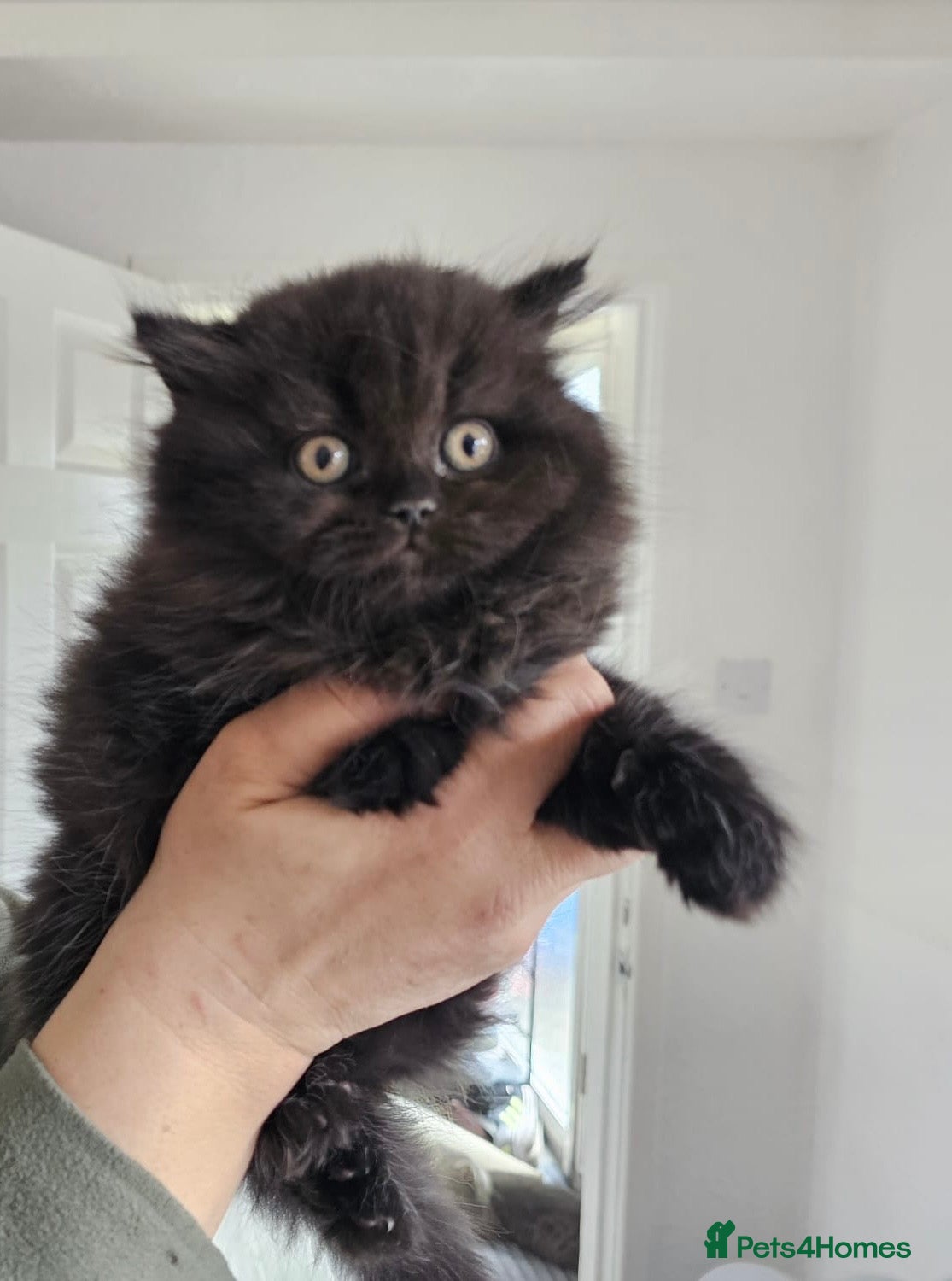 British Shorthair cats Pure breed amazing kitten from champion bloodline  - Advert 2