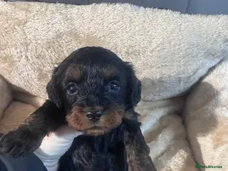 Doxiepoo dogs Beautiful doxipoo baby’s - Advert 1