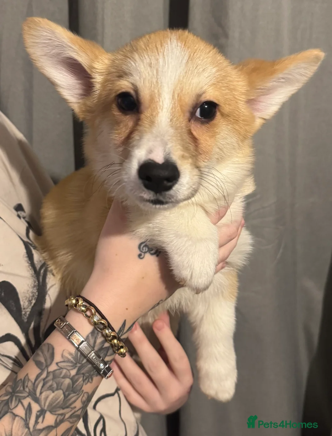 Welsh Corgi Pembroke dogs for sale: Last girl Welsh Pembroke corgi READY TO LEAVE - Advert 9