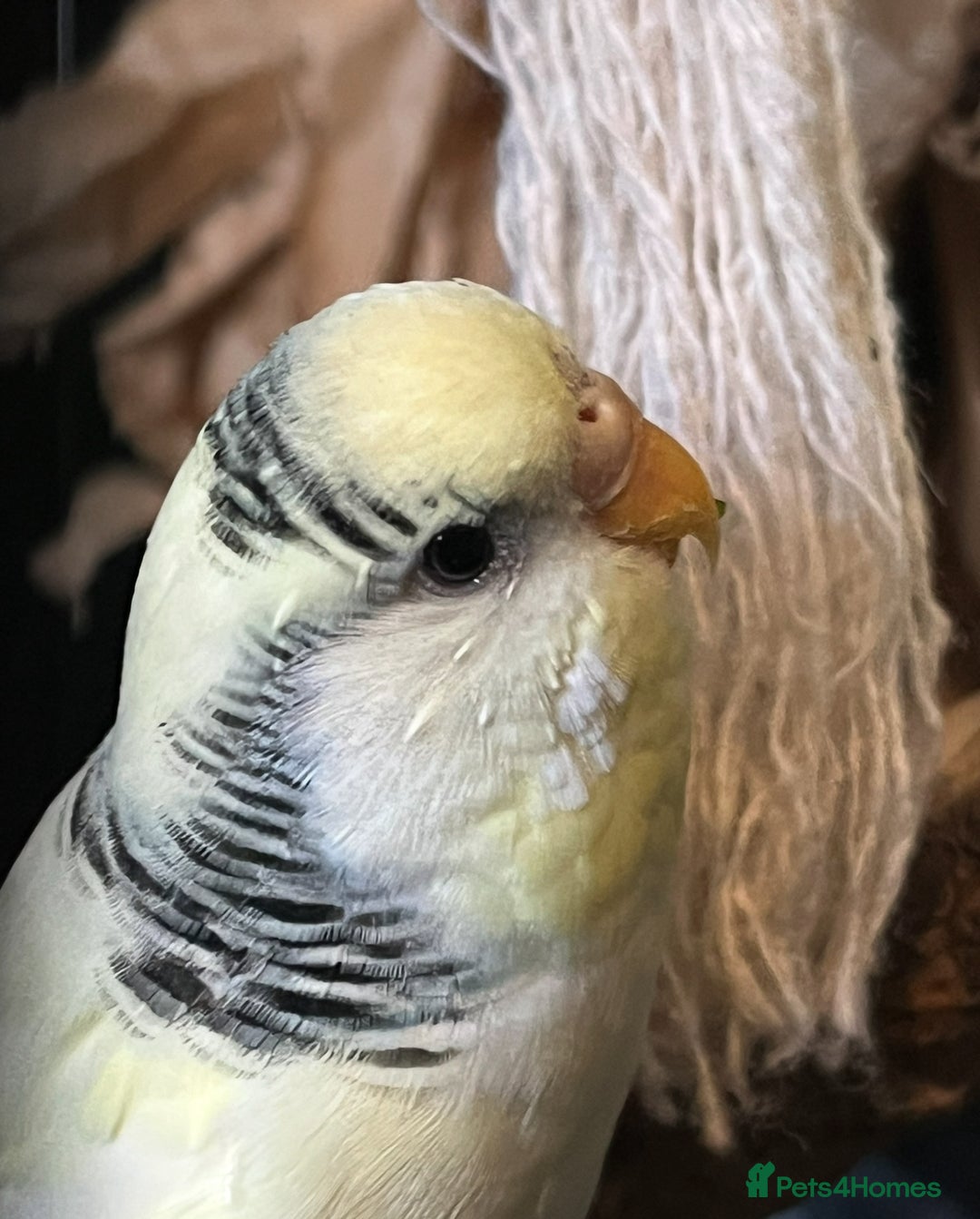 Budgerigars birds for sale: Budgies & cage. Male and Female bonded pair - Image 2