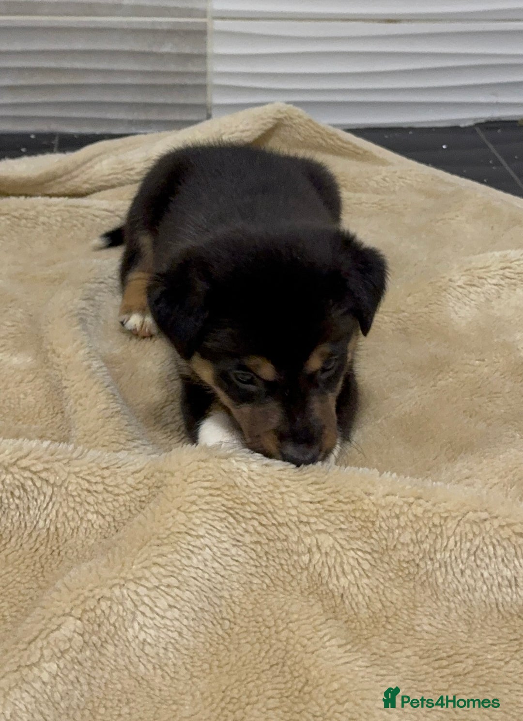 Border Collie dogs for sale: Border Collie Puppies  - Advert 2