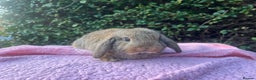 Mini Lop rabbits for sale: Mini Lops and mini double manned lionhead  - Advert 15
